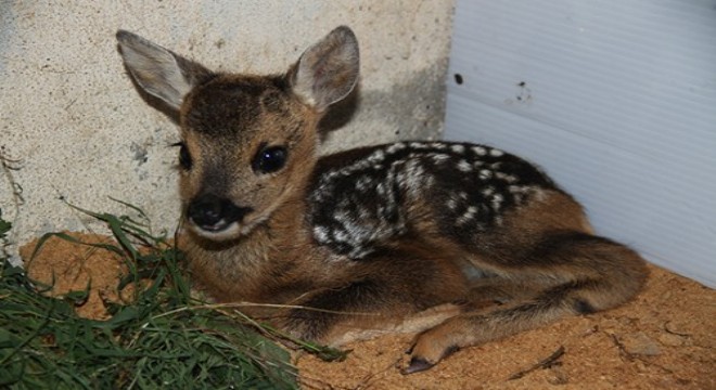 İyilik yaparım derken kötülük yapmayın 